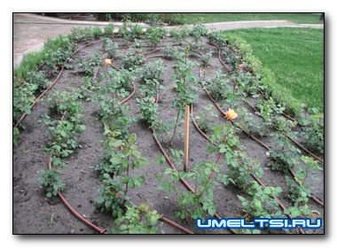 Капельный полив своими руками Капельный полив своими руками