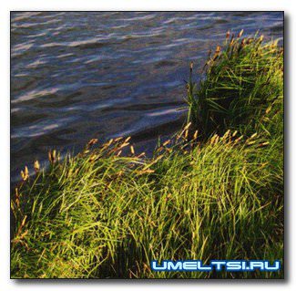 Пруд своими руками. Как избежать ошибок при создании водоема? Пруд своими руками. Как избежать ошибок при создании водоема?