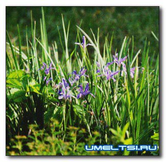 Пруд своими руками. Как избежать ошибок при создании водоема? Пруд своими руками. Как избежать ошибок при создании водоема?