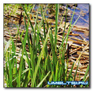 Пруд своими руками. Как избежать ошибок при создании водоема? Пруд своими руками. Как избежать ошибок при создании водоема?