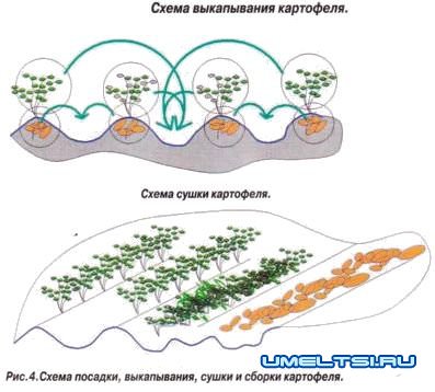 Выращивание картофеля. Приспособления Выращивание картофеля. Приспособления