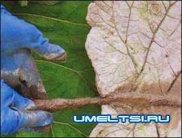 Купальня для птиц Купальня для птиц