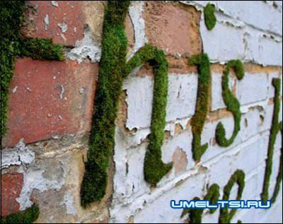 Граффити из мха Граффити из мха