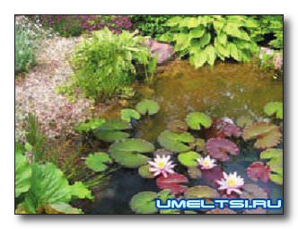 Садовый пруд: пошаговое изготовление своими руками Садовый пруд: пошаговое изготовление своими руками