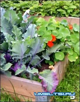 высокие грядки готовая работа высокие грядки готовая работа