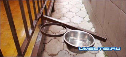 кормушка для собак