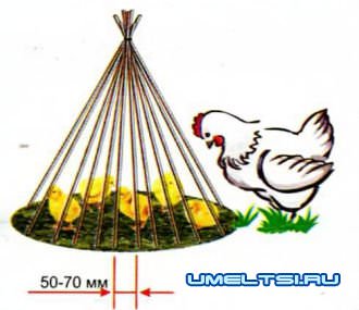 цыплята клюют цыплята клюют