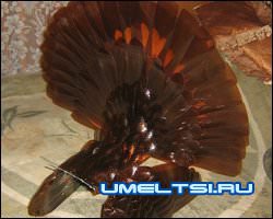 общий вид хвоста