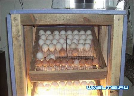 Инкубатор в домашних условиях Инкубатор в домашних условиях