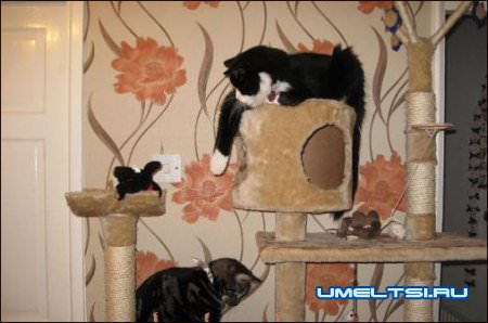 Кошачий игровой комплекс своими руками