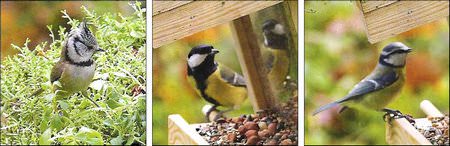 кормушка своими руками фото кормушка своими руками фото