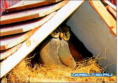 Почтовый ящик для дачи Почтовый ящик для дачи