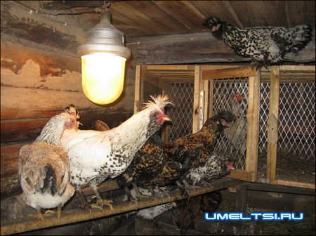 Теплый сарай для кур Теплый сарай для кур