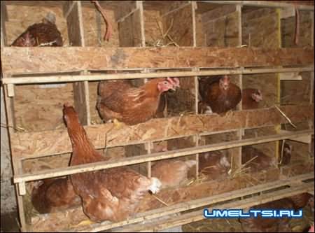 Теплый сарай для кур Теплый сарай для кур