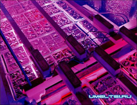 Светодиодная подсветка рассады Светодиодная подсветка рассады