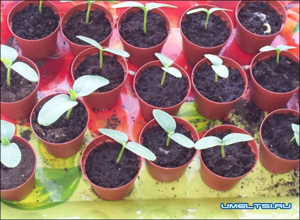 Гидропонная установка своими руками Гидропонная установка своими руками