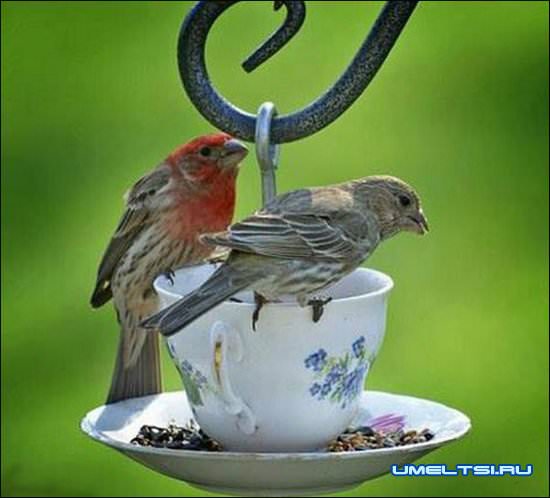 идеи для сада