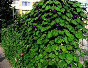 Заборы и изгороди на даче Заборы и изгороди на даче