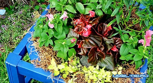 Стул-клумба Стул-клумба