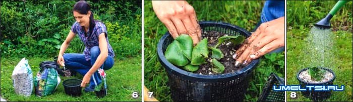 Мини-пруд своими руками Мини-пруд своими руками