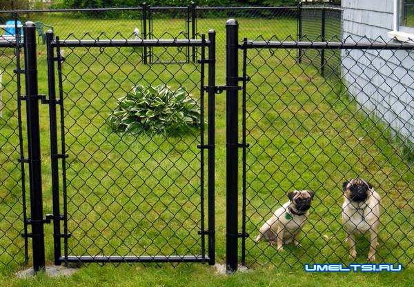 Заборы из сетки рабица Заборы из сетки рабица