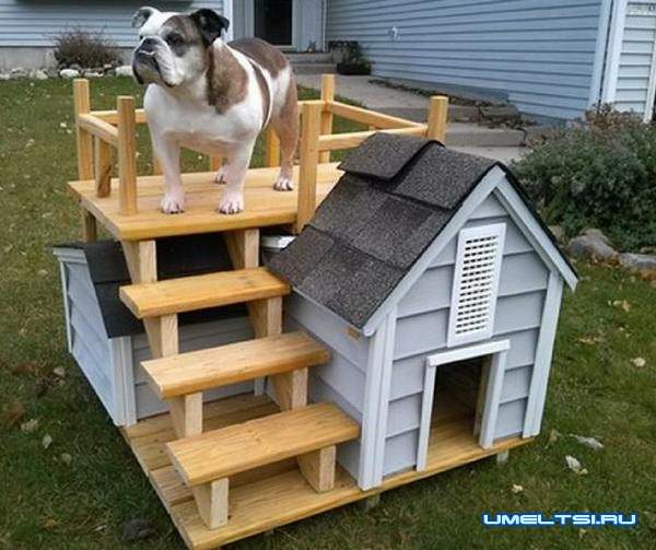 Примеры собачьей будки с площадкой на крыше