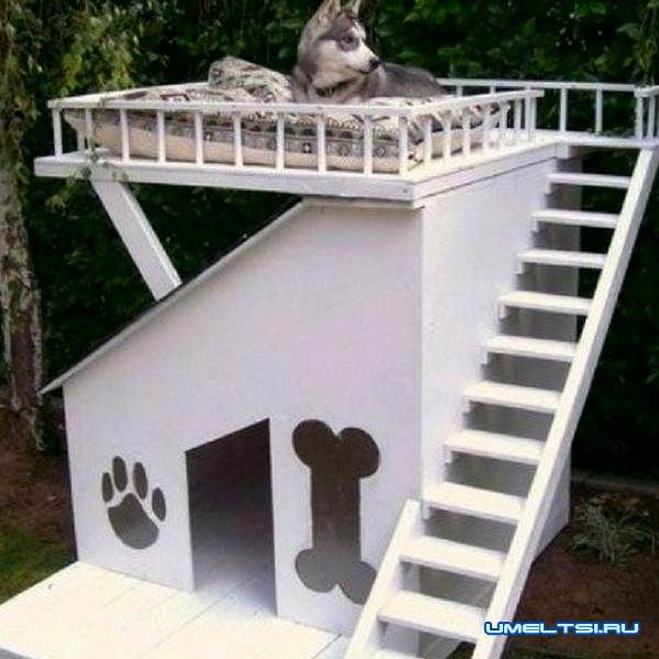 Примеры собачьей будки с площадкой на крыше