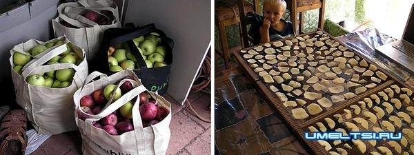 сушилка для овощей и фруктов своими руками