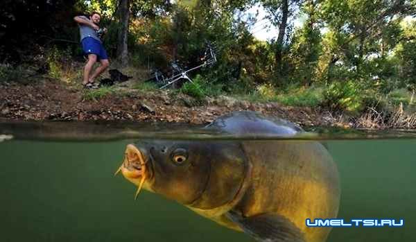 ловля на макушатник своими руками ловля на макушатник своими руками