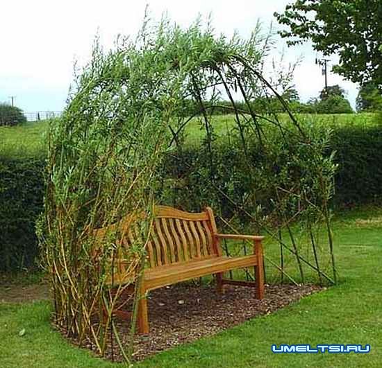 Живая беседка из ивы Живая беседка из ивы