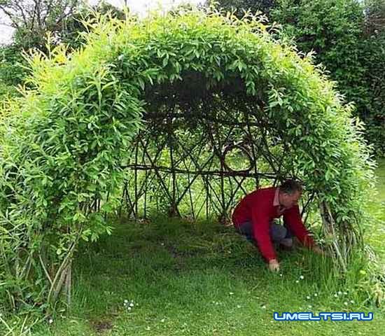 Живая беседка из ивы Живая беседка из ивы