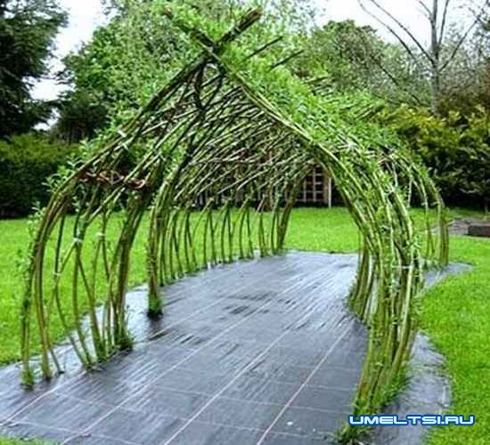 Живая беседка из ивы Живая беседка из ивы