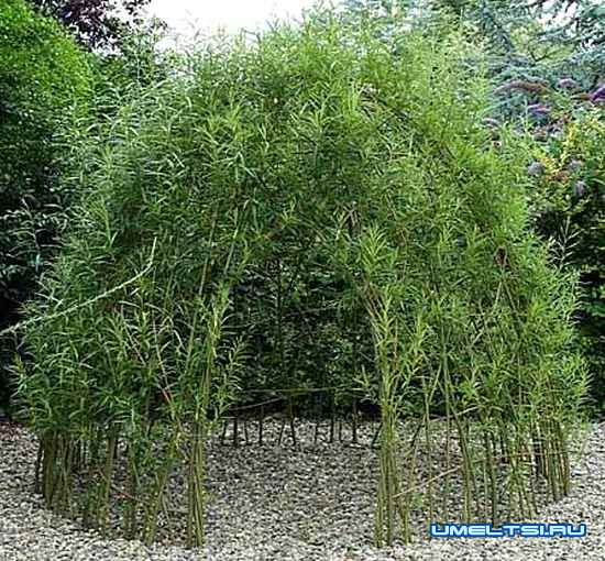 Живая беседка из ивы Живая беседка из ивы