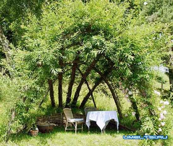 Живая беседка из ивы Живая беседка из ивы