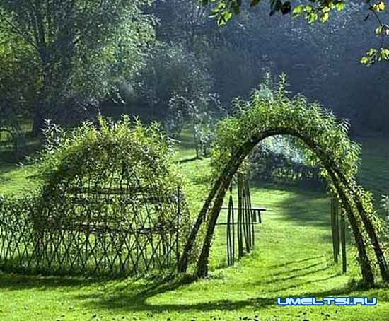Живая беседка из ивы Живая беседка из ивы