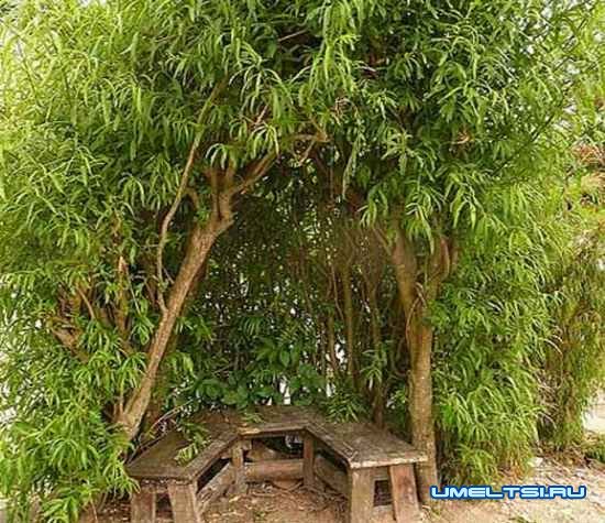 Живая беседка из ивы: примеры оригинальных идей Живая беседка из ивы: примеры оригинальных идей