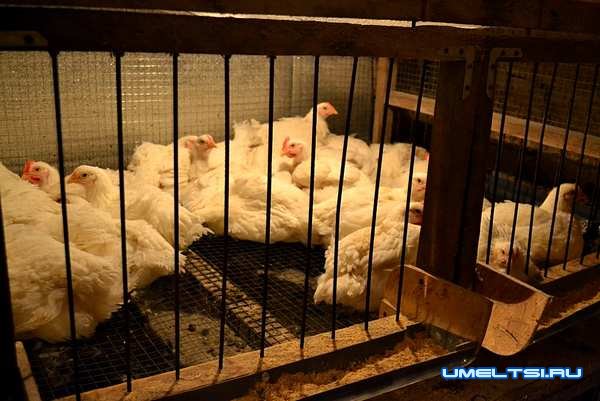 Как сделать клетки для бройлеров-ход работ