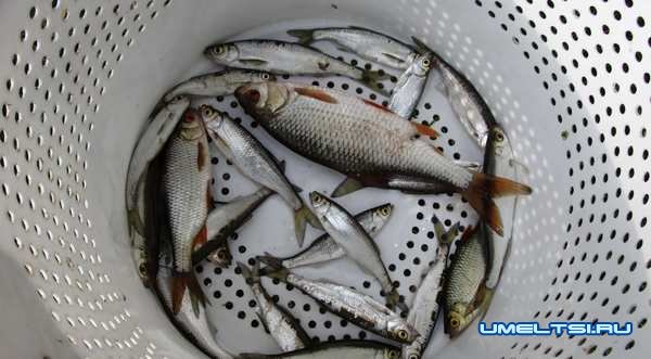 Как сохранить живца жарким летом Как сохранить живца жарким летом