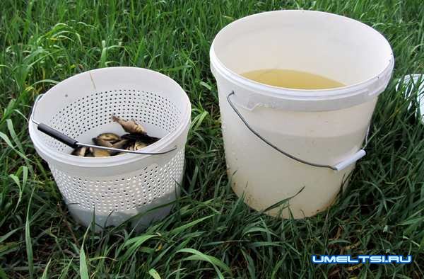 Как сохранить живца жарким летом Как сохранить живца жарким летом