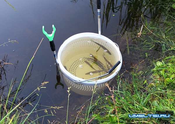 Как сохранить живца жарким летом Как сохранить живца жарким летом