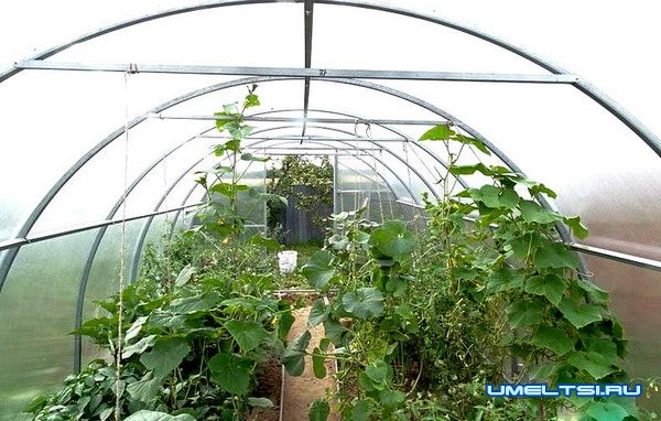 6 идей, как сделать теплицу лучше