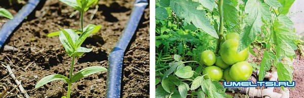 системы автоматического полива