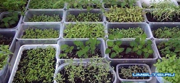 Умная теплица - система автополива Умная теплица - система автополива