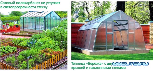 Теплицы из поликарбоната: преимущества и недостатки