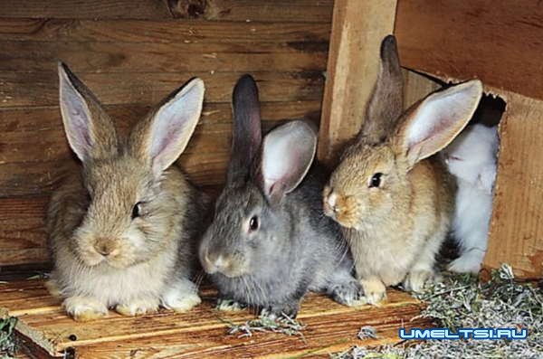 Рассчитываем параметры построек для живности Рассчитываем параметры построек для живности