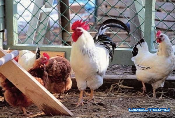 Рассчитываем параметры построек для живности Рассчитываем параметры построек для живности