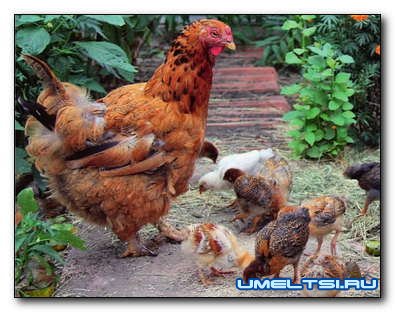 Рассчитываем параметры построек для живности