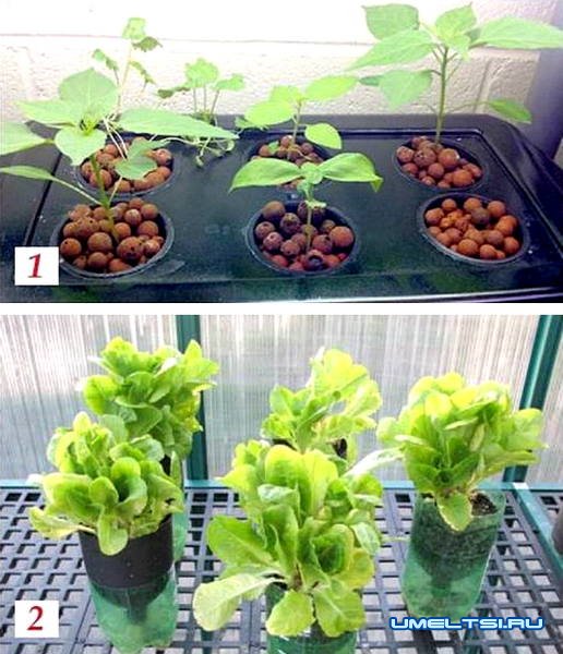 Гидропоника на дому Гидропоника на дому