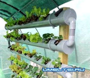 Гидропоника на дому