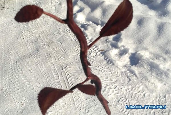 роза из дерева роза из дерева